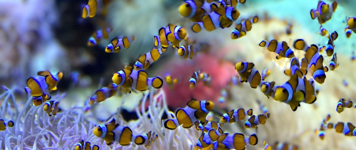 Entreprises : votre organisation n’a aucun sens Un ban de poissons némos