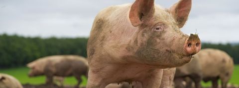 Nous avons atteint notre pic de consommation de viande Un cochon dans un champ