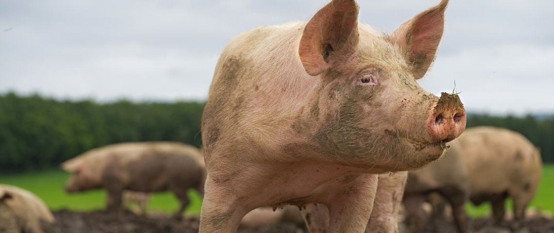 Nous avons atteint notre pic de consommation de viande Un cochon dans un champ