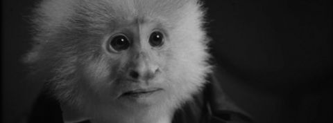 Netflix sort un court-métrage (perché) de David Lynch par surprise un singe noir et blanc