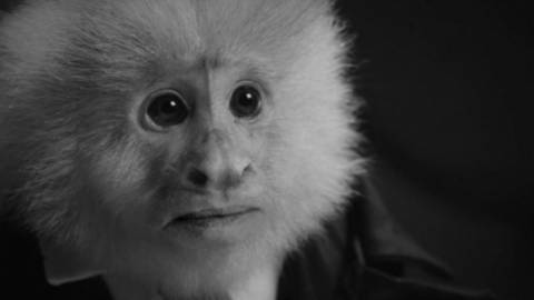 un singe noir et blanc