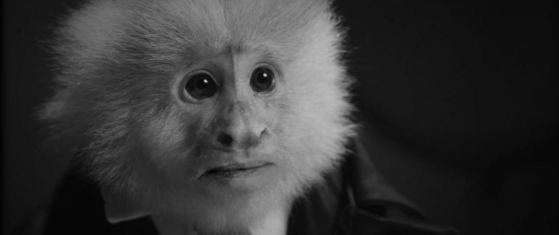 Netflix sort un court-métrage (perché) de David Lynch par surprise un singe noir et blanc
