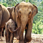 Une famille d'éléphants dans la jungle au Sri Lanka