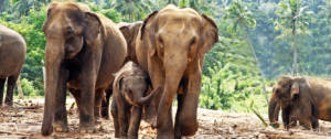 Une famille d'éléphants dans la jungle au Sri Lanka