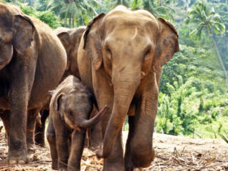 Comment j’ai pris une leçon de business en allant ramasser des excréments d’éléphants