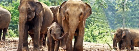 L'éco-volontariat comme leçon business Une famille d'éléphants dans la jungle au Sri Lanka