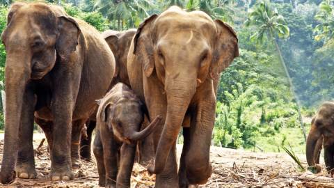 Une famille d'éléphants dans la jungle au Sri Lanka