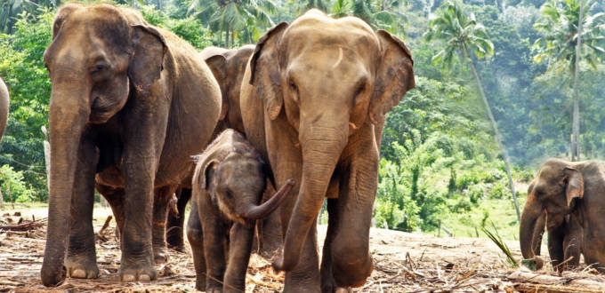 Comment j’ai pris une leçon de business en allant ramasser des excréments d’éléphants