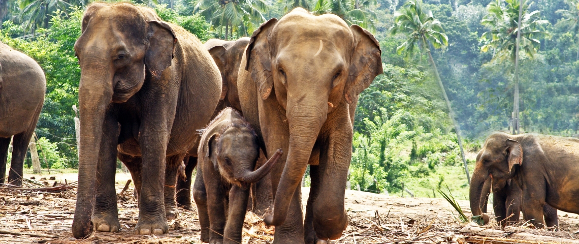 L'éco-volontariat comme leçon business Une famille d'éléphants dans la jungle au Sri Lanka