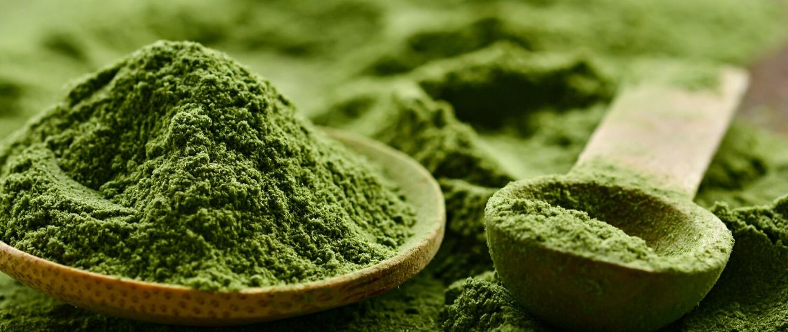Le kratom, le nouvel or vert De la poudre verte