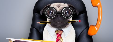 Quelles sont les questions les plus bizarres posées en entretien ? Un chien en train de manger un stylo portant des lunettes