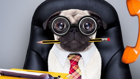 Un chien en train de manger un stylo portant des lunettes