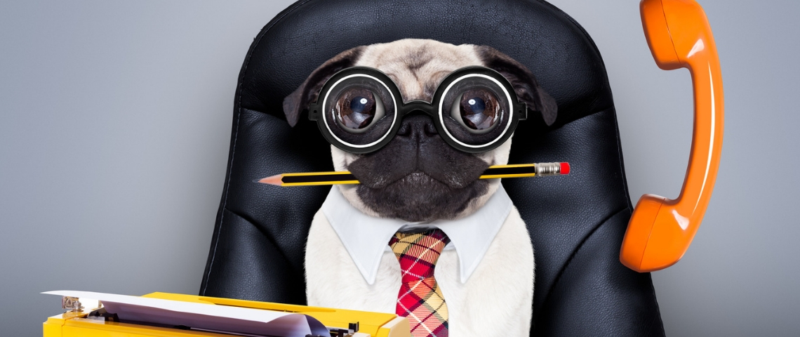 Quelles sont les questions les plus bizarres posées en entretien ? Un chien en train de manger un stylo portant des lunettes
