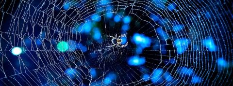 La permaéconomie, cette tendance heureuse qui fera 2020 toile d'araignée bleue