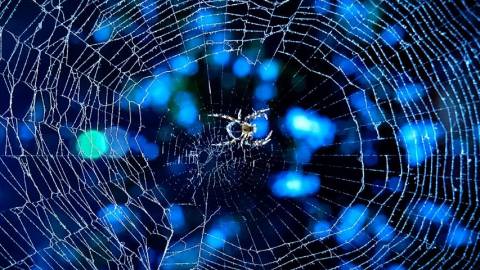 toile d'araignée bleue