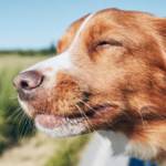 Un chien à la fenêtre d'un voiture