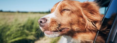 Doit-on être heureux ? Un chien à la fenêtre d'un voiture