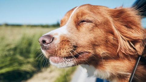 Un chien à la fenêtre d'un voiture