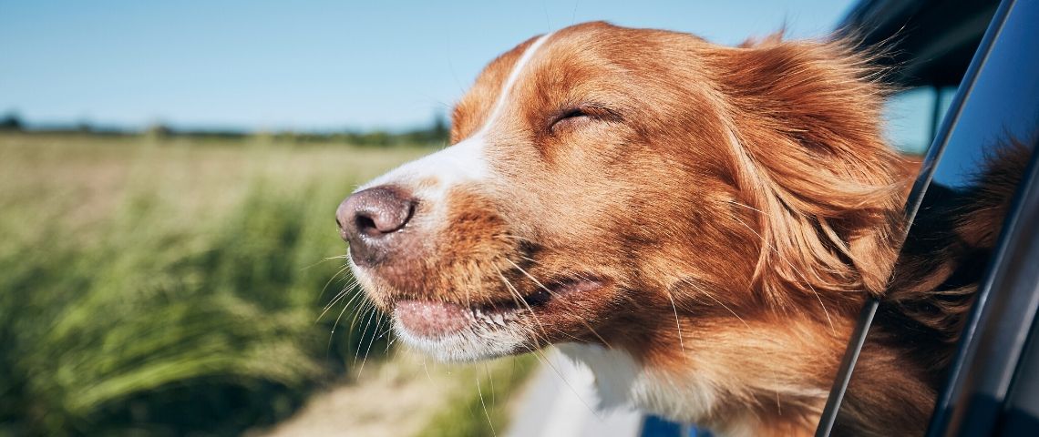 Doit-on être heureux ? Un chien à la fenêtre d'un voiture