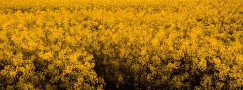 La tech est dans le pré Un pré de fleurs jaunes