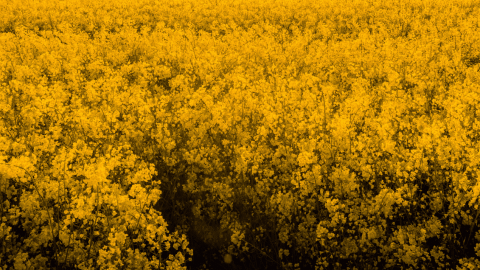 Un pré de fleurs jaunes