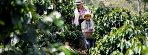 Nespresso accusé de faire travailler des enfants Un enfant et une femme dans un champ de café
