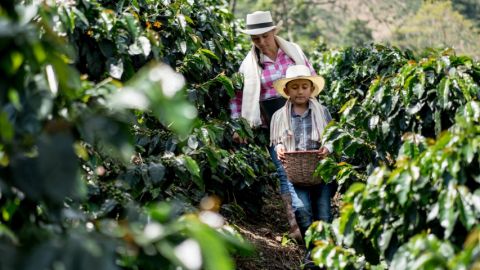 Un enfant et une femme dans un champ de café