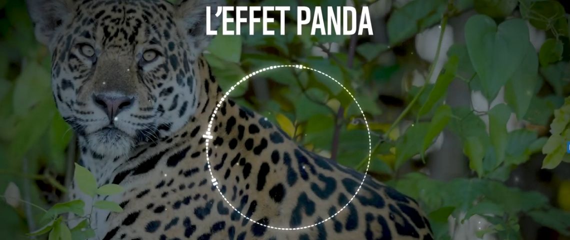Le WWF France lance sa série de podcasts, l'effet panda, pour découvrir la biodiversité et les acteurs qui la protège Jaguar