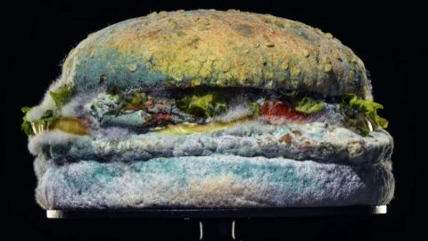 un burger moisi en pleine décomposition