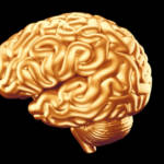 Cerveau doré