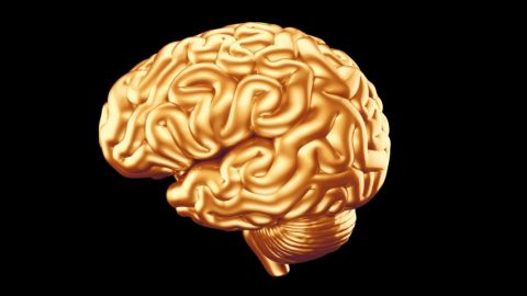 Cerveau doré