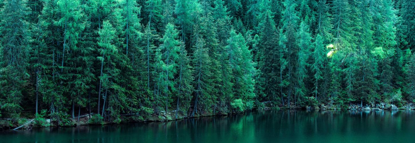 Rendre le digital plus éthique et durable : de gros enjeux pour les entreprises Une forêt au bord d'un lac