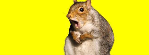 Et si la collapsologie avait une très bonne nouvelle à nous annoncer ? un écureuil sur fond jaune