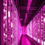 deux rangées de fraises verticales