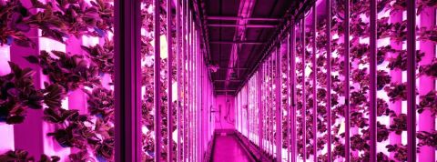 La ferme urbaine Agricool est la ferme la plus avancée au monde deux rangées de fraises verticales