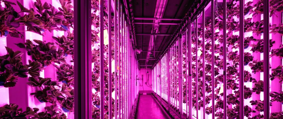 La ferme urbaine Agricool est la ferme la plus avancée au monde deux rangées de fraises verticales