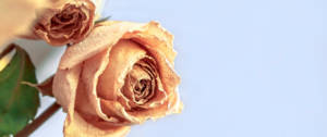 Des roses fanées sur un fond bleu