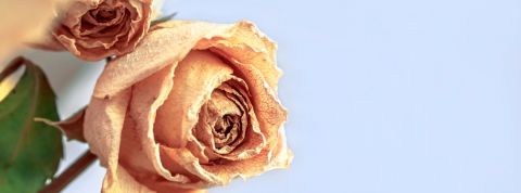 Quelles sont les limites de la RSE ? Des roses fanées sur un fond bleu