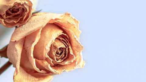 Quelles sont les limites de la RSE ?  Des roses fanées sur un fond bleu
