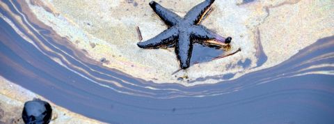 Faut-il créer un crime d'écocide ? Une étoile de mer dans du mazout