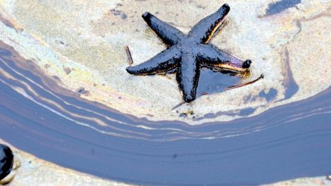 Une étoile de mer dans du mazout
