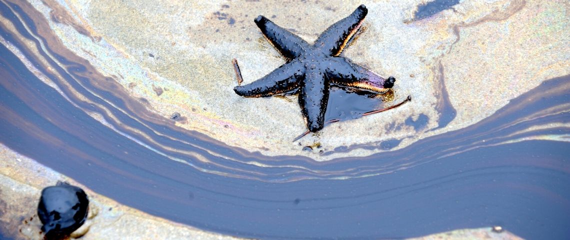 Faut-il créer un crime d'écocide ? Une étoile de mer dans du mazout