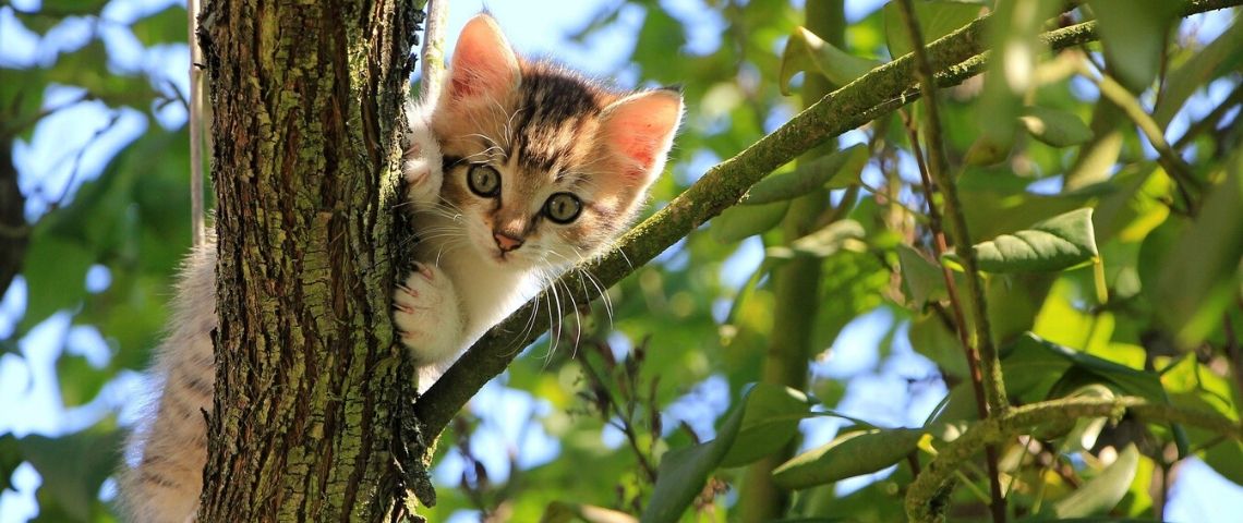 L'application de rencontres Once remplace les dick pic par des chatons grâce à l'inteeligence artificielle Chaton dans un arbre