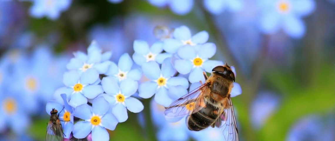 Plusieurs entreprises teste des robots pollinisateurs qui a terme pourraient remplacer les abeilles disparues Abeille butinant une fleur