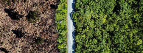 Le confinement est-il bon pour la planète ? Non Vue arrière de la déforestation