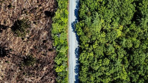 Vue arrière de la déforestation