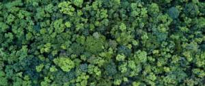 Une foret vue de haut