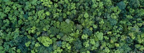 Une étude montre l'impact positif du confinement notre empreinte carbone Une foret vue de haut