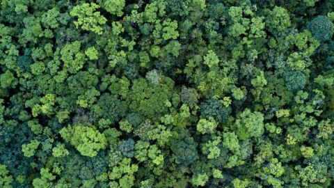 Une foret vue de haut