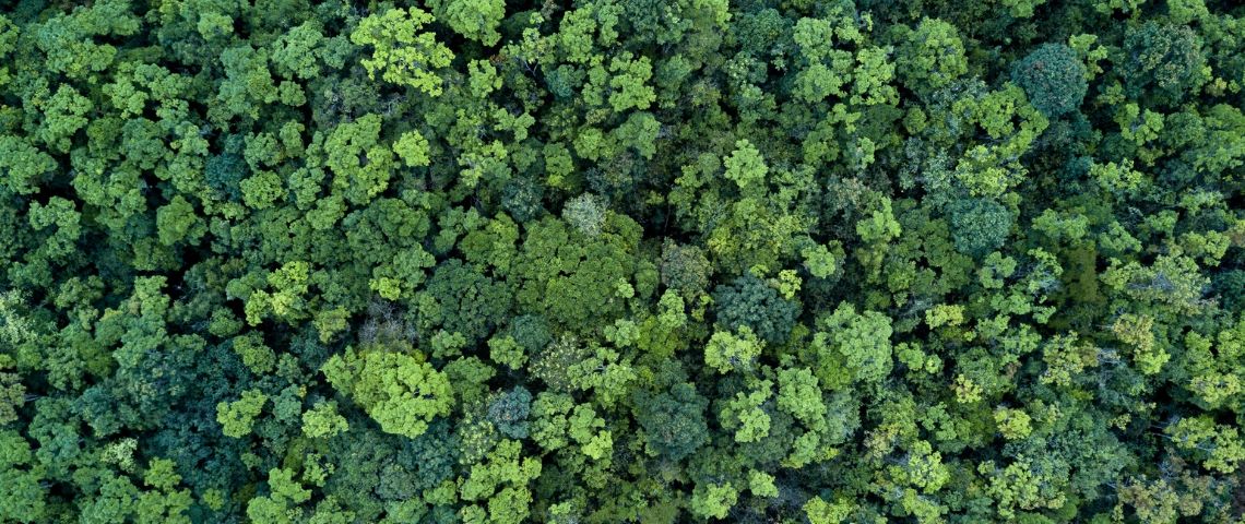 Une étude montre l'impact positif du confinement notre empreinte carbone Une foret vue de haut